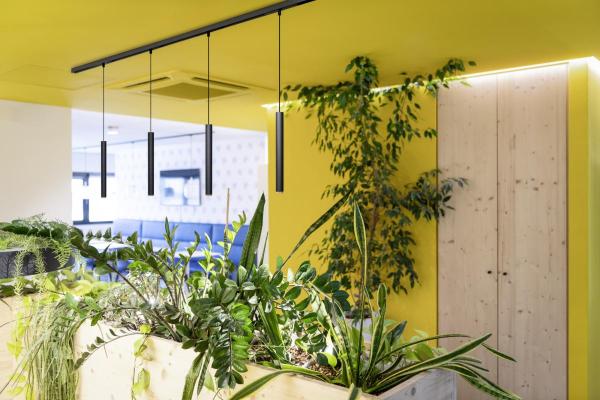 GRIP! S, 48V Pendelleuchte, Pendellänge 200 cm, 2700 K, 29°, DALI, schwarz / gold